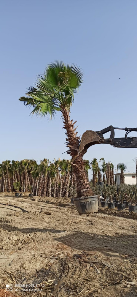 Mexican fan palm